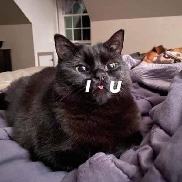 Content Image