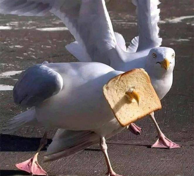 Daily Picdump