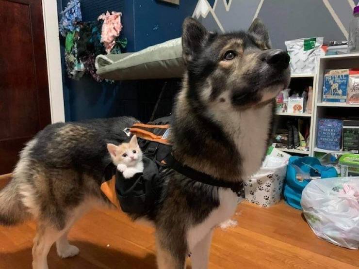 Daily Picdump