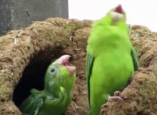 Content Image
