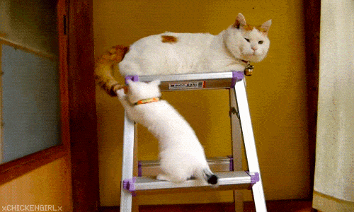 Content Image
