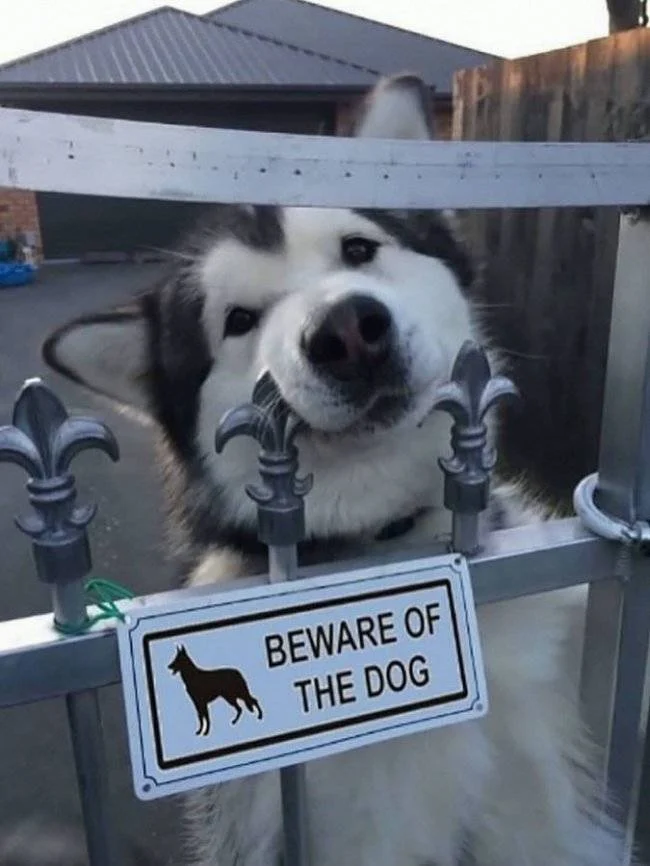 Daily Picdump