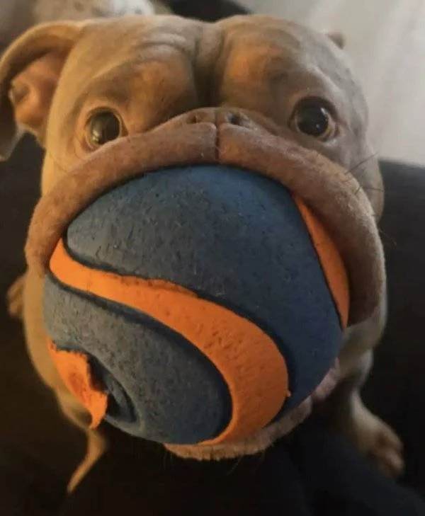 Daily Picdump