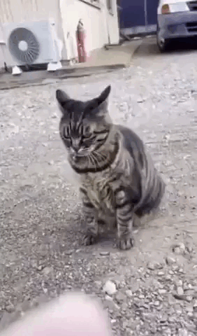 Content Image