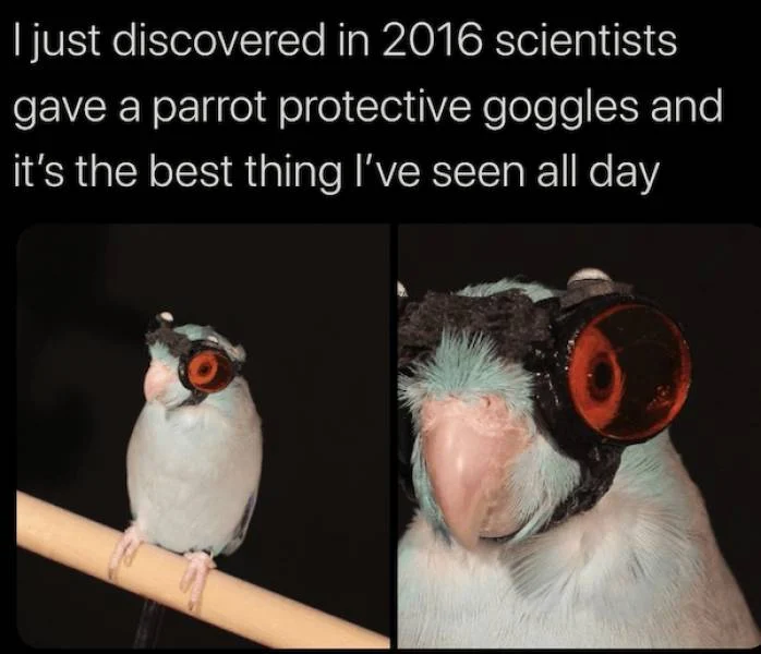 Content Image
