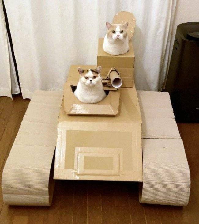 Content Image