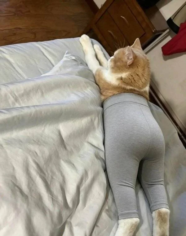 Daily Picdump