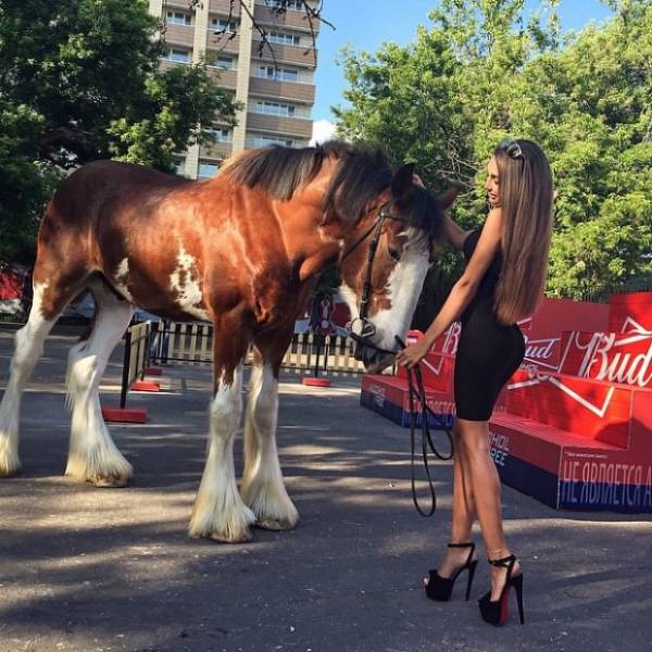 Girls Who Love Horses