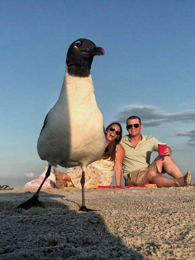 Content Image