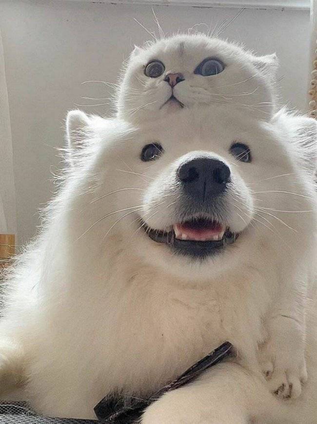 Content Image