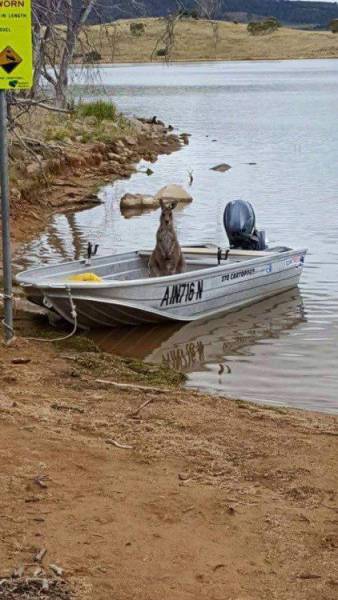 Content Image