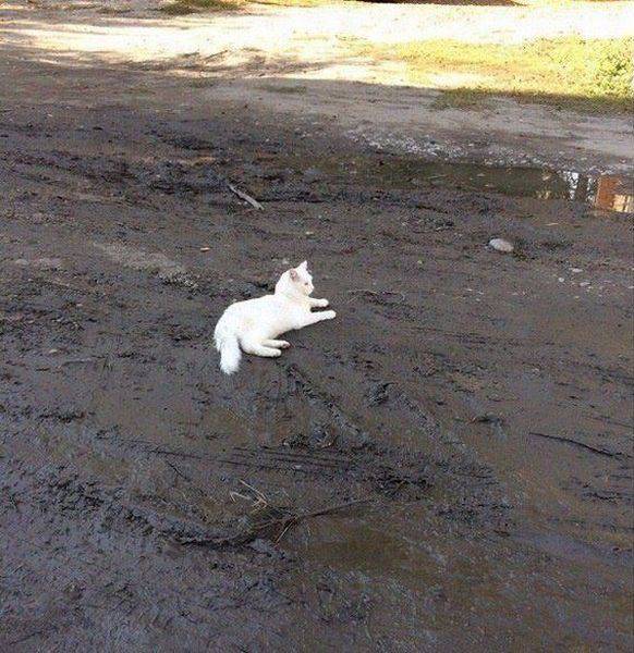 Content Image