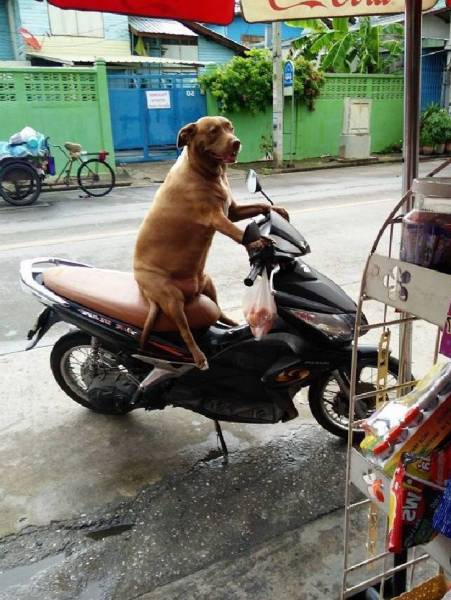 Daily Picdump
