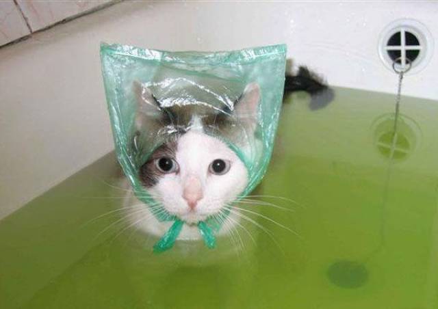 Content Image