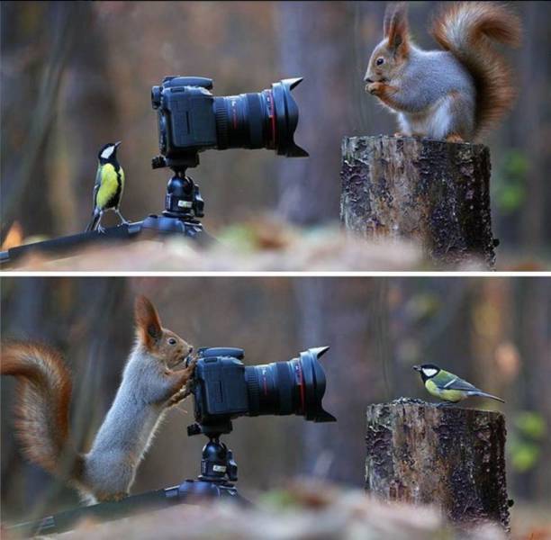 Content Image