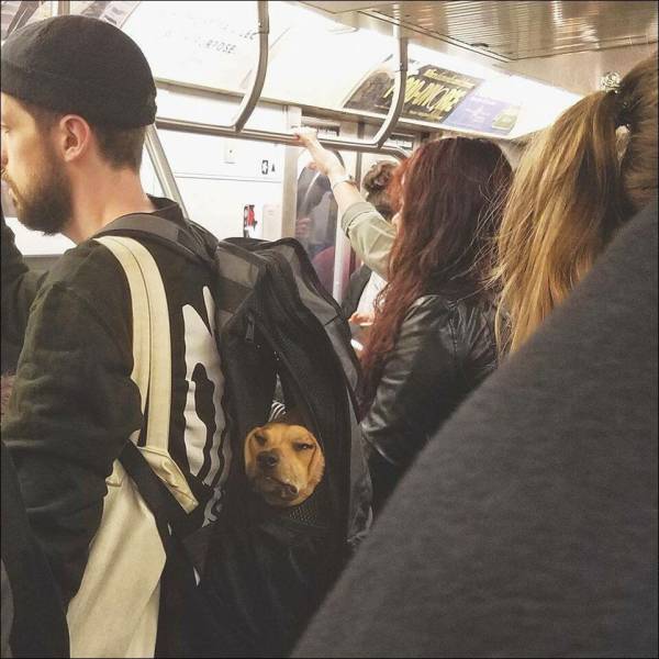 Content Image