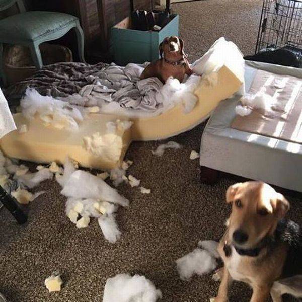 Content Image