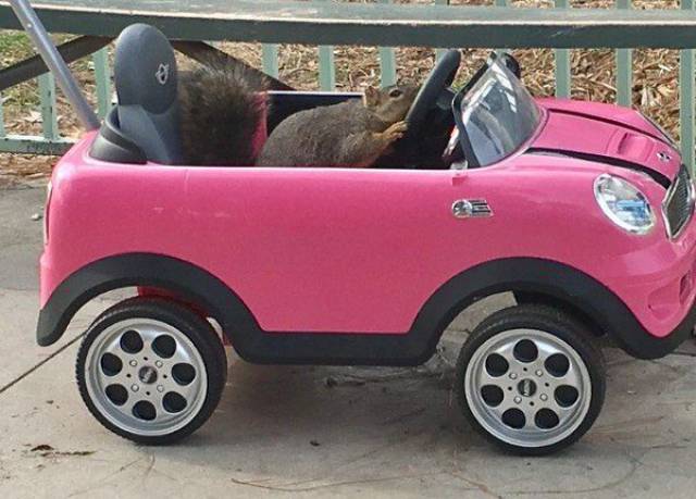 Content Image