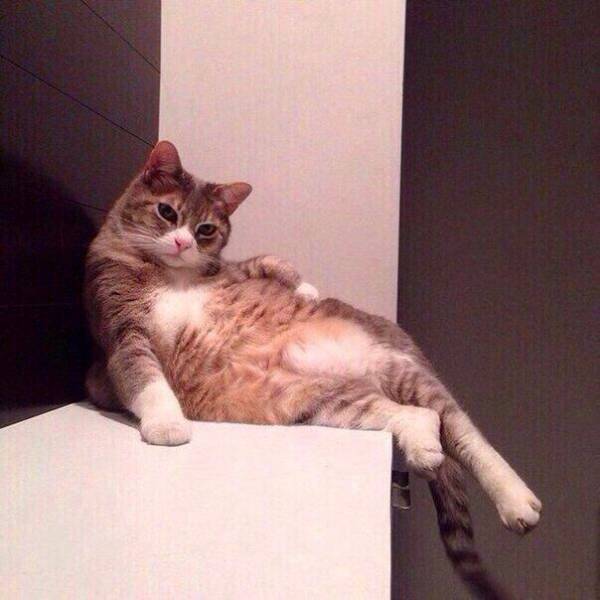 Content Image