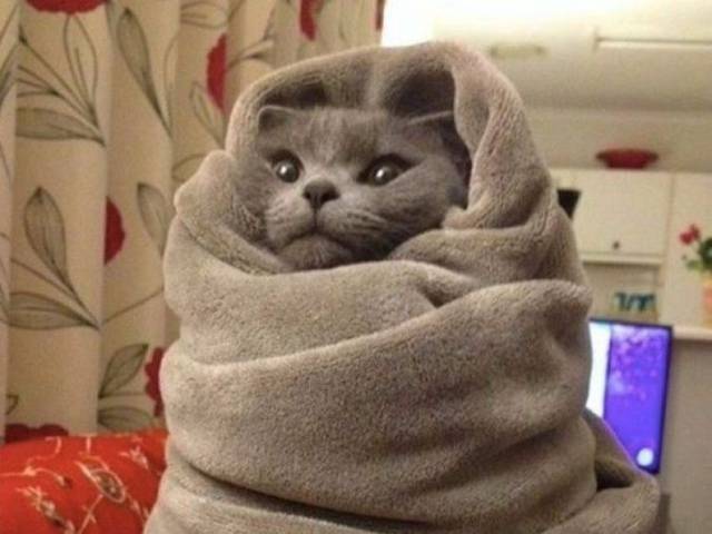 Content Image