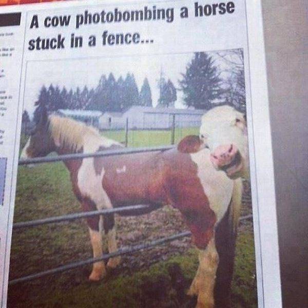 Content Image