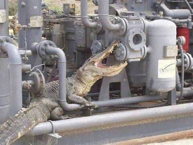 Content Image
