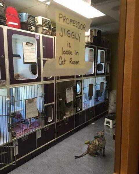 Content Image
