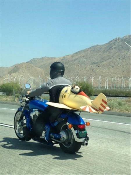 Content Image