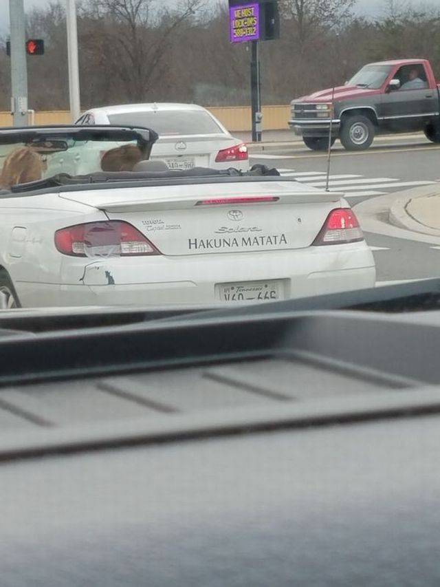 Content Image