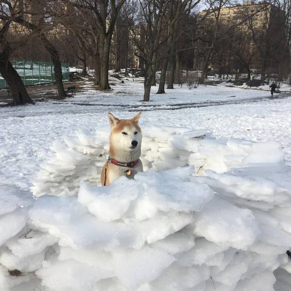 Content Image