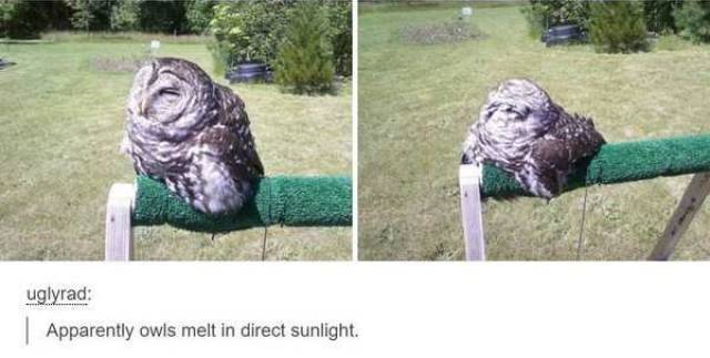 Content Image