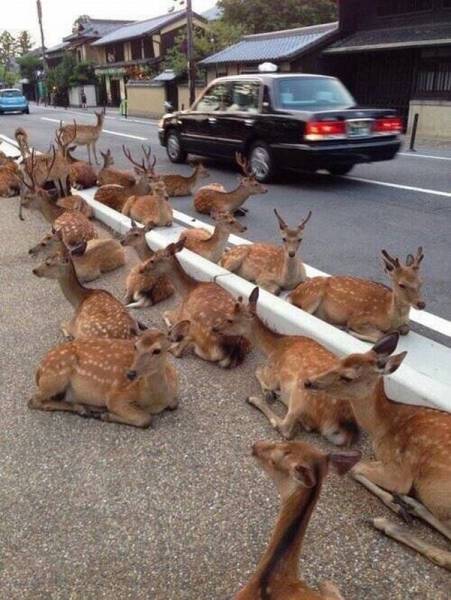 Content Image