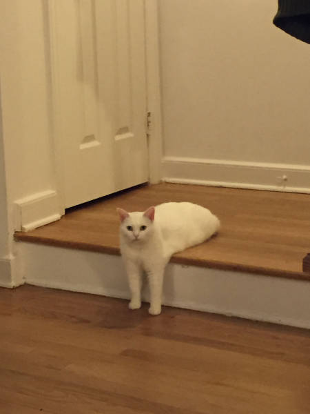 Content Image