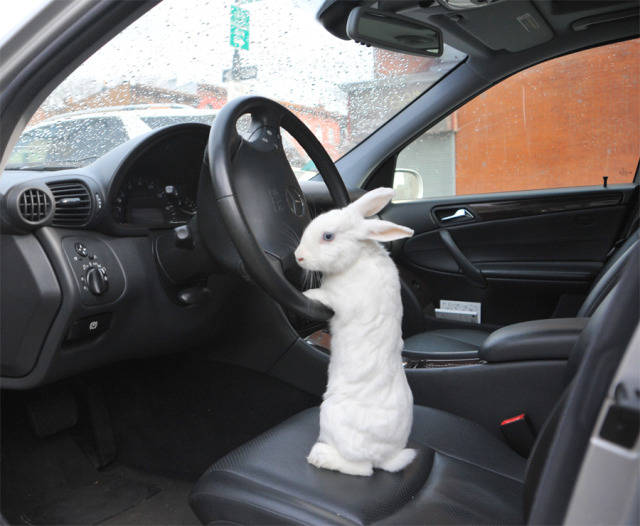 Content Image