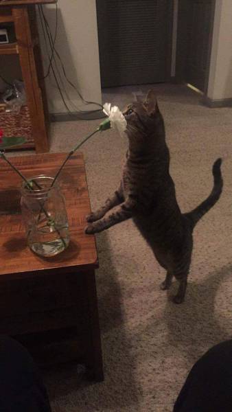 Content Image