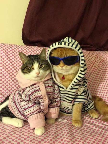 Content Image