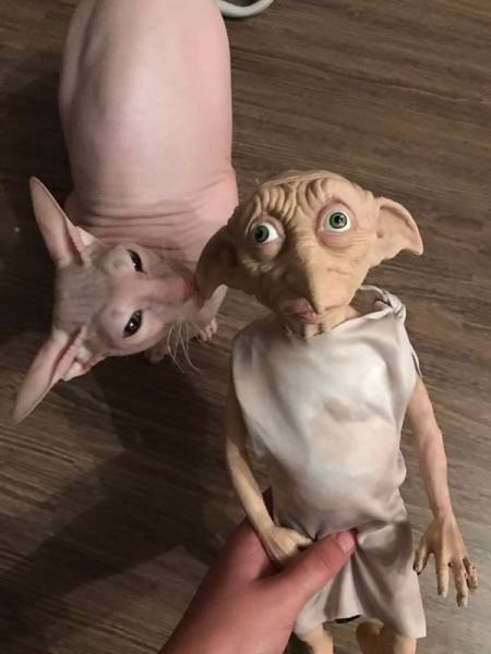 Content Image