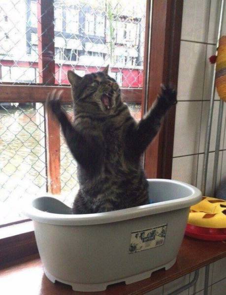 Daily Picdump
