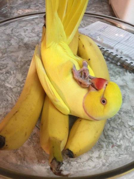 Content Image
