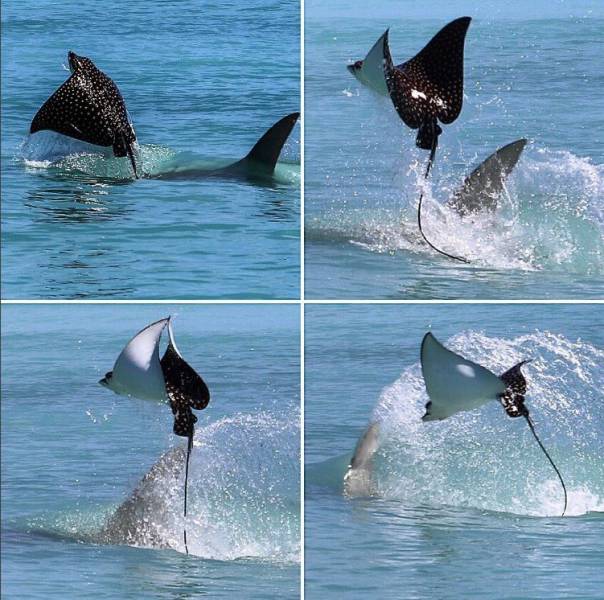 Daily Picdump