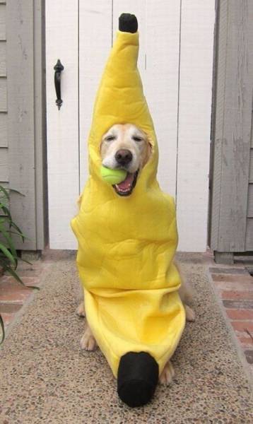 Content Image