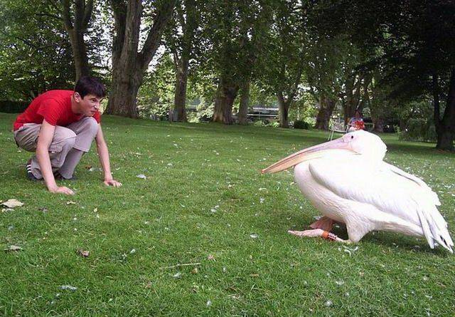 Content Image