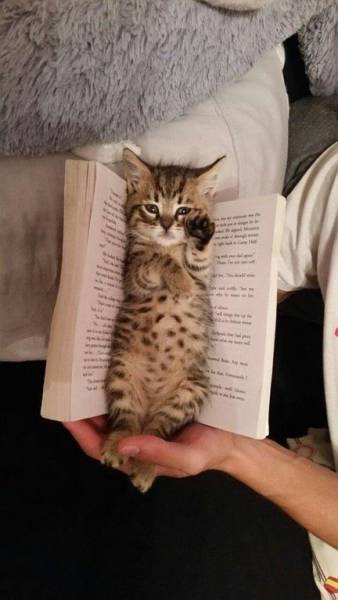 Daily Picdump