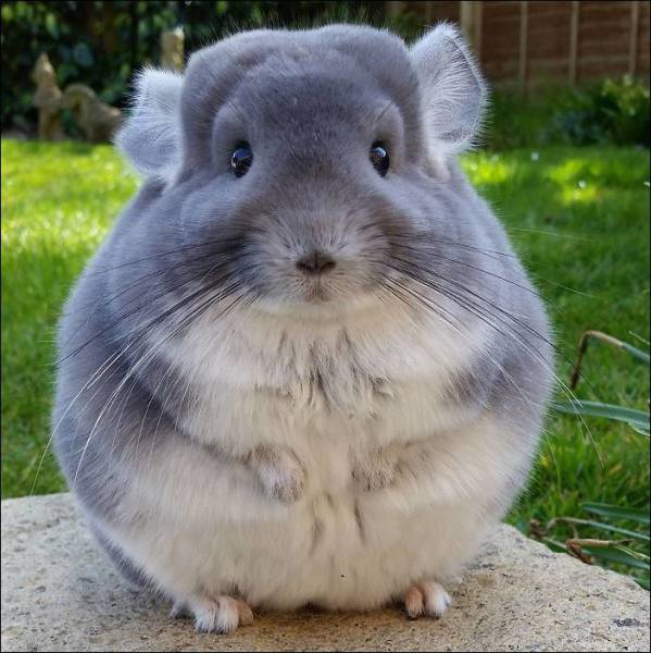 Content Image
