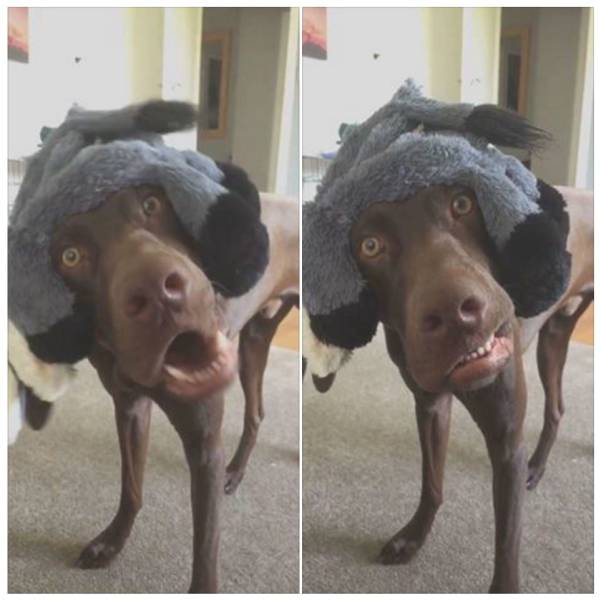Content Image