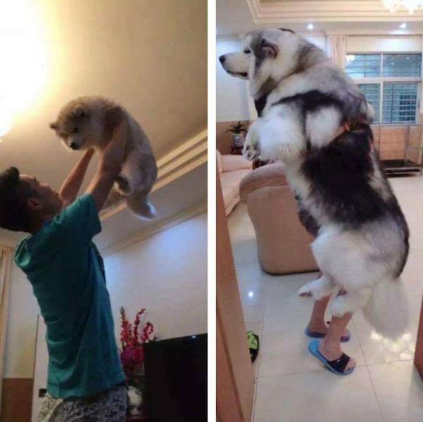 Content Image