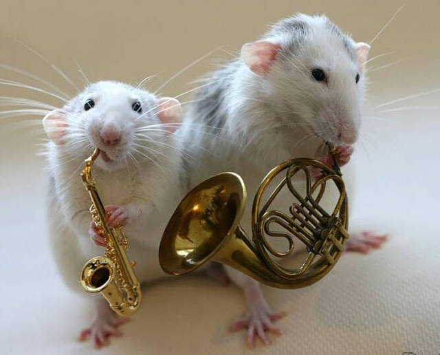 Content Image