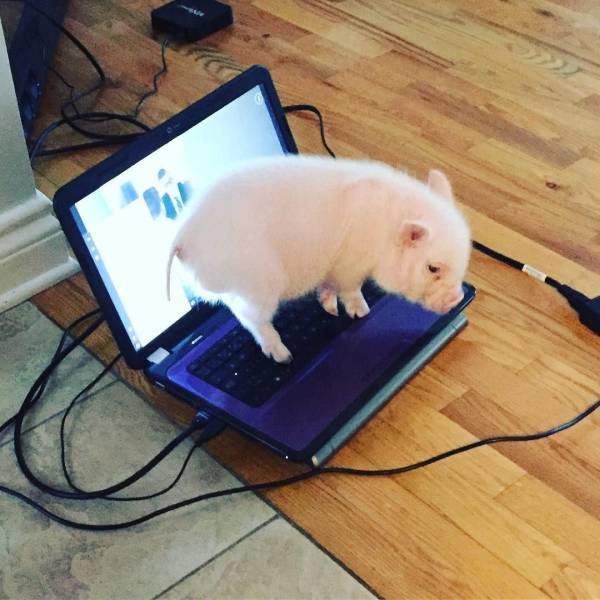 Daily Picdump