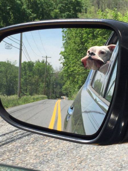 Daily Picdump