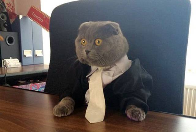 Content Image